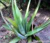 Aloe Vera Barbadensis Miller