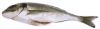 SEA BREAM (FRESH / CHI...