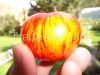 Organic Heirloom vegetable seeds