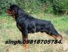 Rottweiler Pups For Sa...