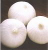 White onion