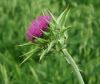 Milk Thistle Extract