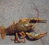 Live Crawfish(Crayfish)