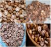 Betel Nuts with High Quality and Best Price