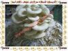 Oyster Mushroom Seed