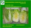chinese long cabbage