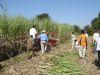 Sugarcane harvester