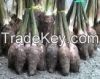 Root Crops