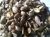 silk waste(kibiso), biso , comber noil , cocoon, degum kibiso , silk yar