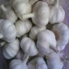 2010 new fresh garlic ...
