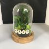 High borosilicate glass bell jar with wooden base