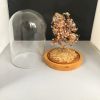 Low price dome borosilicate glass cover with wooden base