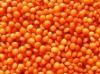 Red Lentil 