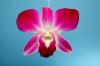 Thai Orchid, Premium q...