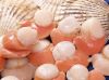 Sell frozen scallop wi...