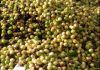 JATROPHA CRUDE OIL