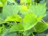 Mulberry Leaf Extract ...