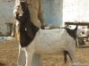 Kamoori Goats