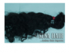 Natural Big Curly or D...