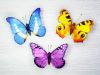 butterfly manufacturer...
