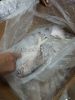 Frozen Pomfret for Sal...
