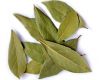 Bay Leaf