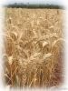 Wheat | Wheat exporter...