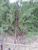 Artificial Pine Tree B...