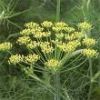 fennel oil