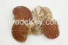 Scallops (pecten maximus)