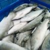 Sea Bass Fish (Frozen ...