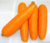 fresh carrot is sold i...
