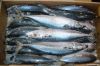 pacific mackerel?Scomb...