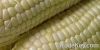 Maize | Maize Exporter...