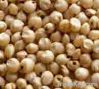 Maize | Maize Exporter...