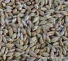 Maize | Maize Exporter...