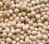 Maize | Maize Exporter...