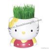 Mini Plant of Grass he...