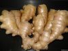 Ginger