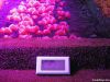 led grow light