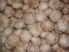 China garlic