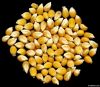 Maize | Maize Exporter | Corn Grain Seller | Maize Buyer | Bulk Maize Grain Importer | Corn bean Buyer | Corn bean Wholesaler | Corn Grain Manufacturer | Best Quality Corn Grain | Cheap Maize Supplier | Low Price Corn | Yellow Corn | White Cron | Baby Mai