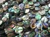 abalone shell bead/paua shell