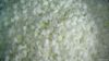 frozen onion dices (IQ...