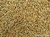Wheat | Wheat exporter...
