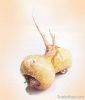 Raw Maca
