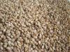 Sesame Seeds