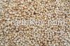 Sesame Seeds