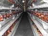 automatic hen breeding machine
