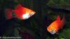 Platy(Xiphophorus macu...